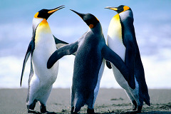 Penguins.jpg